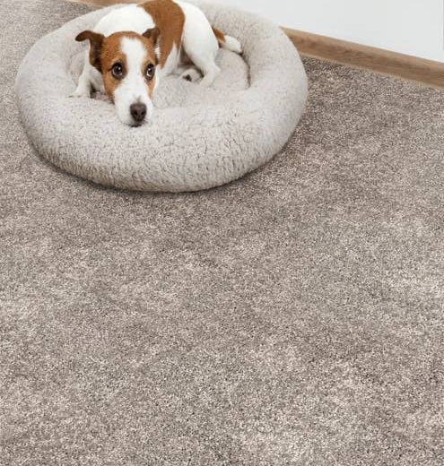 Brown and white terrier in donut bed on medium gray plush carpet