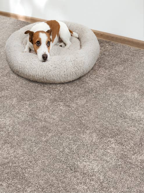 Brown and white terrier in donut bed on medium gray plush carpet