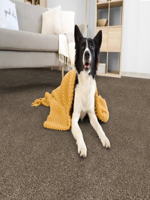 Collie dog covered with a yellow blanket on floor beside couch, on a solid textured brown carpet
