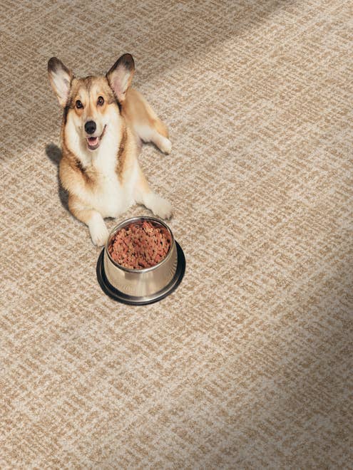 Dog next to food bowl on abstract distressed tan carpet