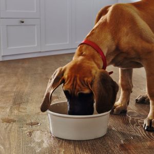 Dog drinks out of water bowl and splashes in white kitchen with medium brown lime-washed woodgrain floors