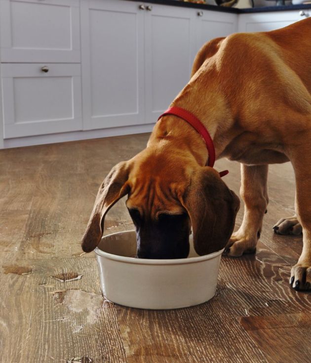 Dog drinks out of water bowl and splashes in white kitchen with medium brown lime-washed woodgrain floors